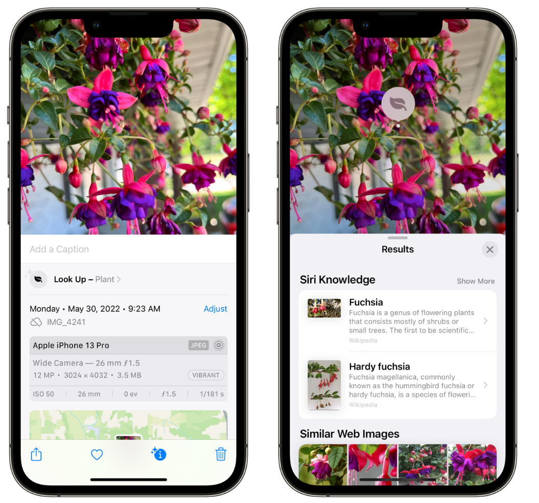 大厂苹果手机维修分享小技巧：使用 iPhone 相机识别花卉植物 